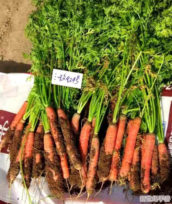 迷你世界胡萝卜高效种植技巧大揭秘：掌握播种时机，知晓何时成熟收获秘籍